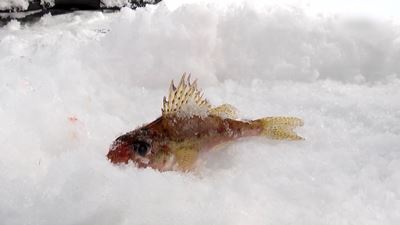 {Устроили зимнюю рыбалку}