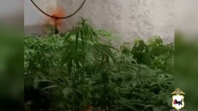 {Выращивал наркосодержащие растения}