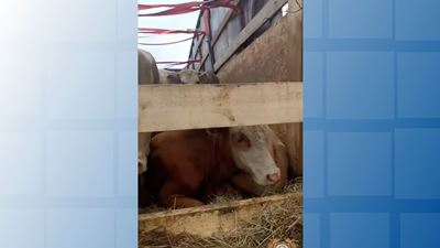 {Перевозил коров }