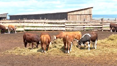 {Усиляют работу по учету животных}