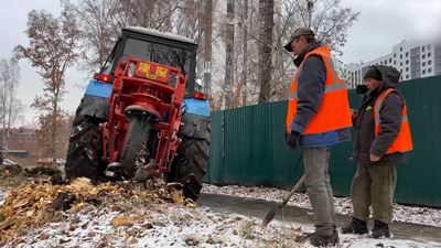 {Убирают пни}