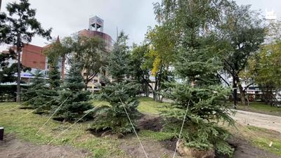 {Высадили ели}