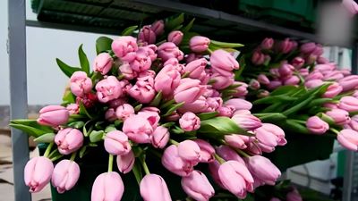 {Вырастили цветы к празднику }