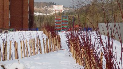 {Повредили новые саженцы}