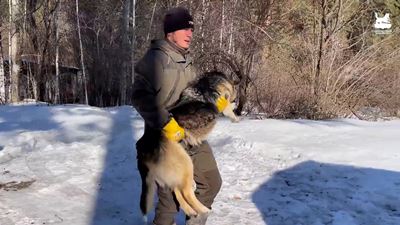 {Ловят бродячих собак}