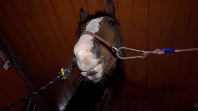 {Исследуют и вакцинируют животных}