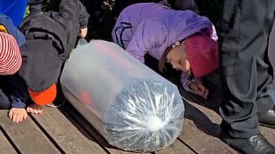 {Выпустили мальков сазана }