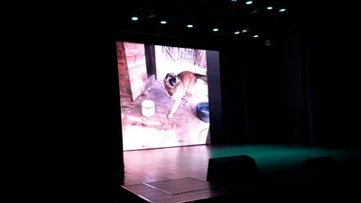 {Помогают приютам для животных}