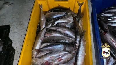 {Незаконно ловили рыбу }