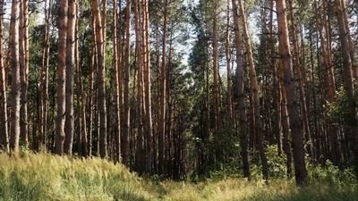 {Охраняют памятник природы }