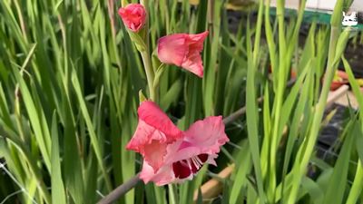 {Рано вырастили гладиолусы}