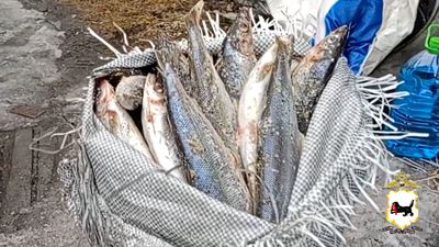 {Незаконно перевозили рыбу}