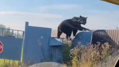 {Выходят из леса и нападают на людей }
