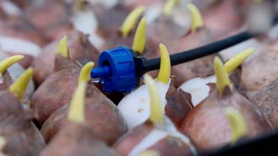 {Готовятся к весенним праздникам}