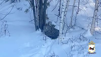 {Спасли раненую птицу }