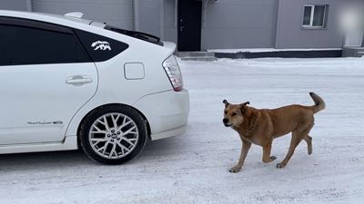 {Ловили бездомных собак}