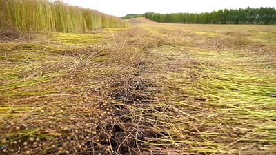 {Убрали лен-долгунец}