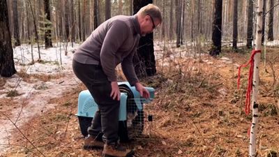 {Спасли сову и выпустили на волю }