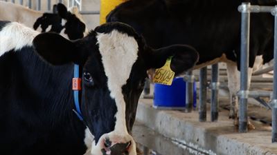 {Статистика заболеваемости животных}