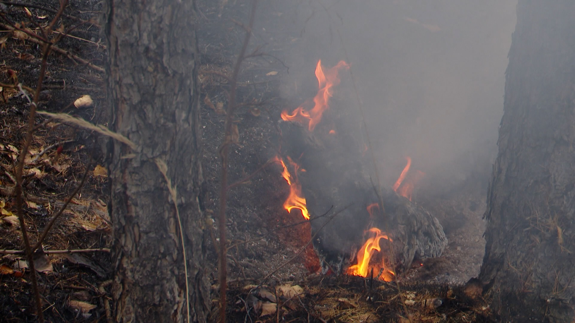{Увеличат время на авиамониторинг лесов }