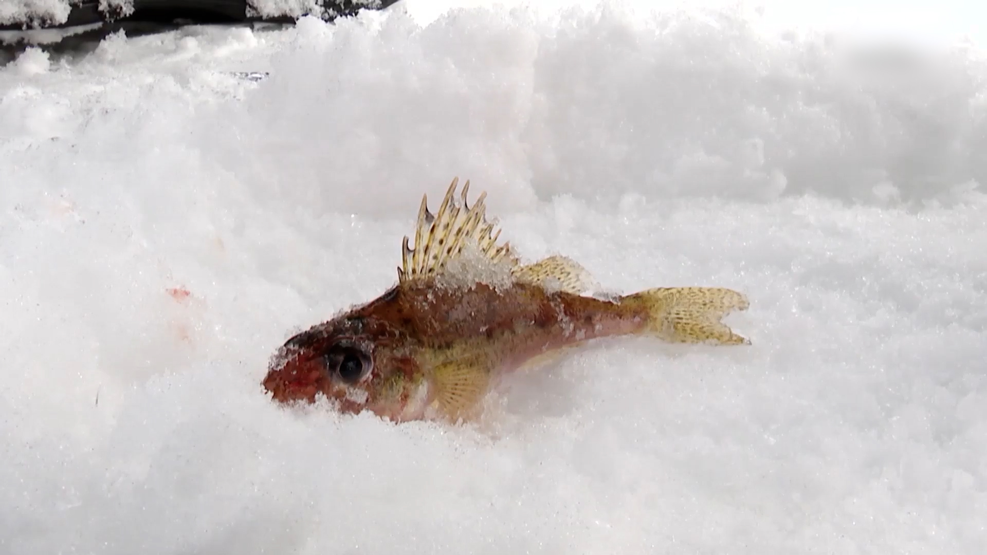 {Устроили зимнюю рыбалку}