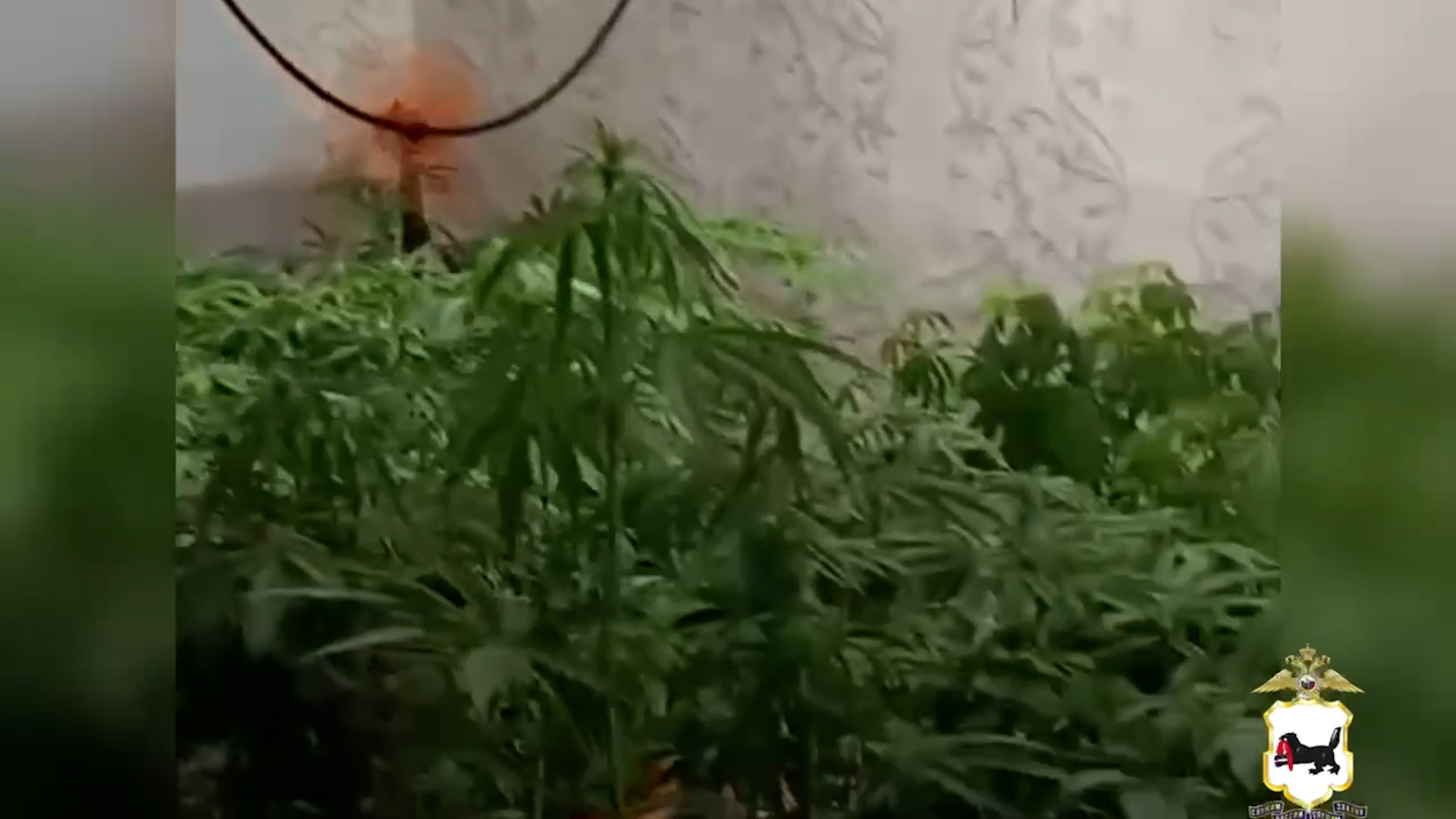 {Выращивал наркосодержащие растения}