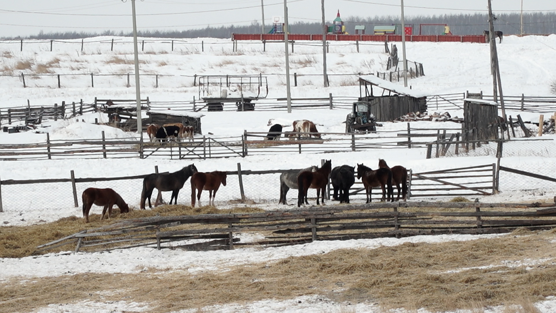 {Мониторят болезни животных}