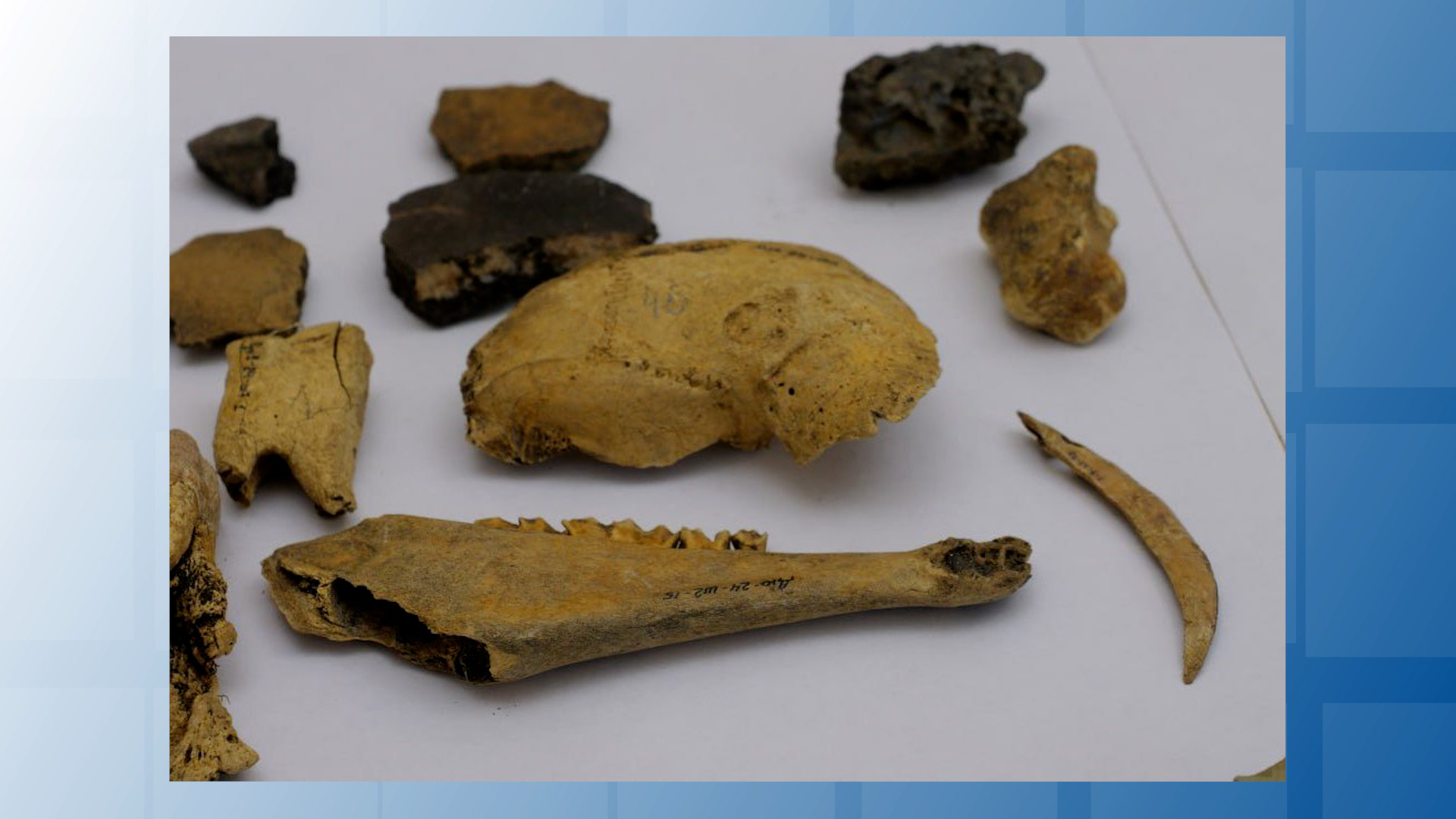 {Проводят археологические работы}