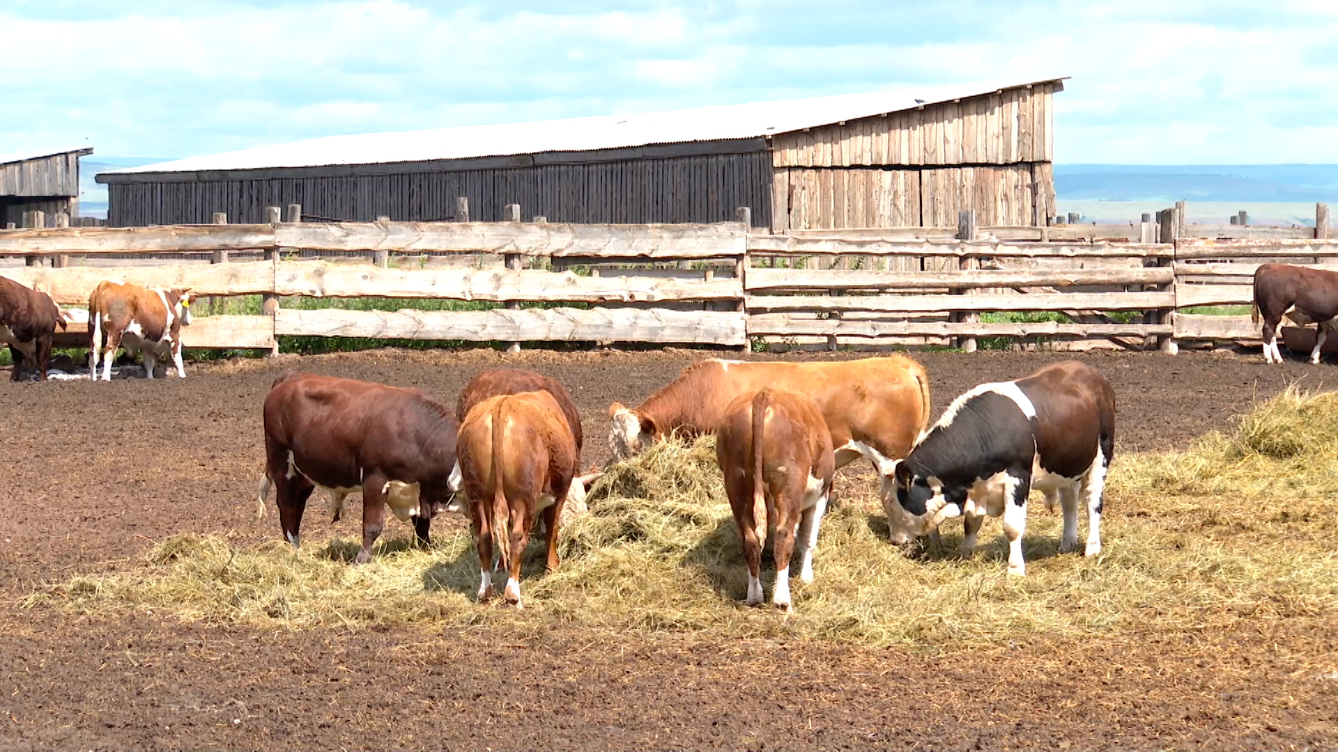 {Усиляют работу по учету животных}