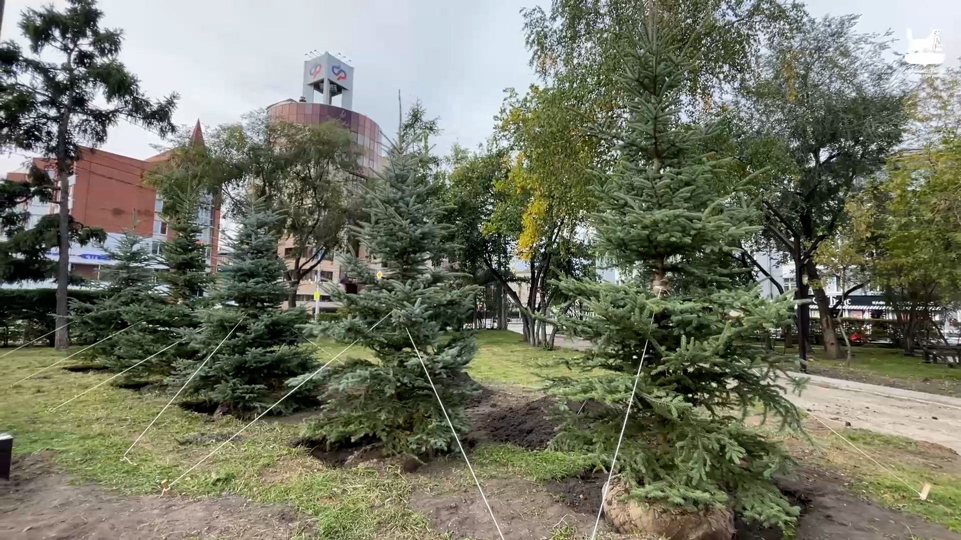 {Высадили ели}