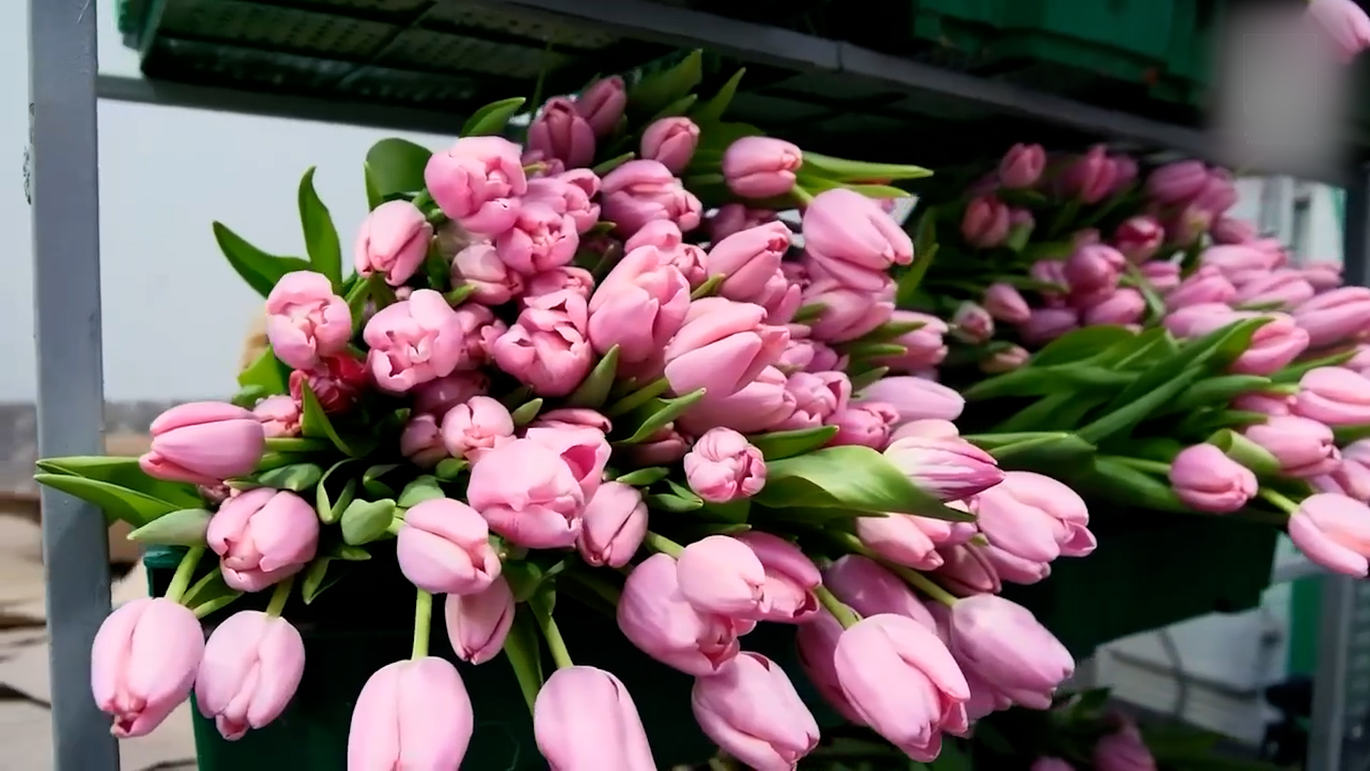 {Вырастили цветы к празднику }