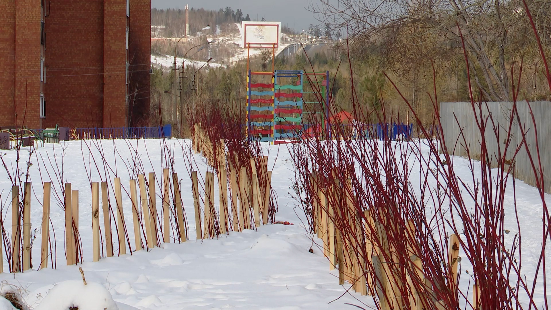 {Повредили новые саженцы}