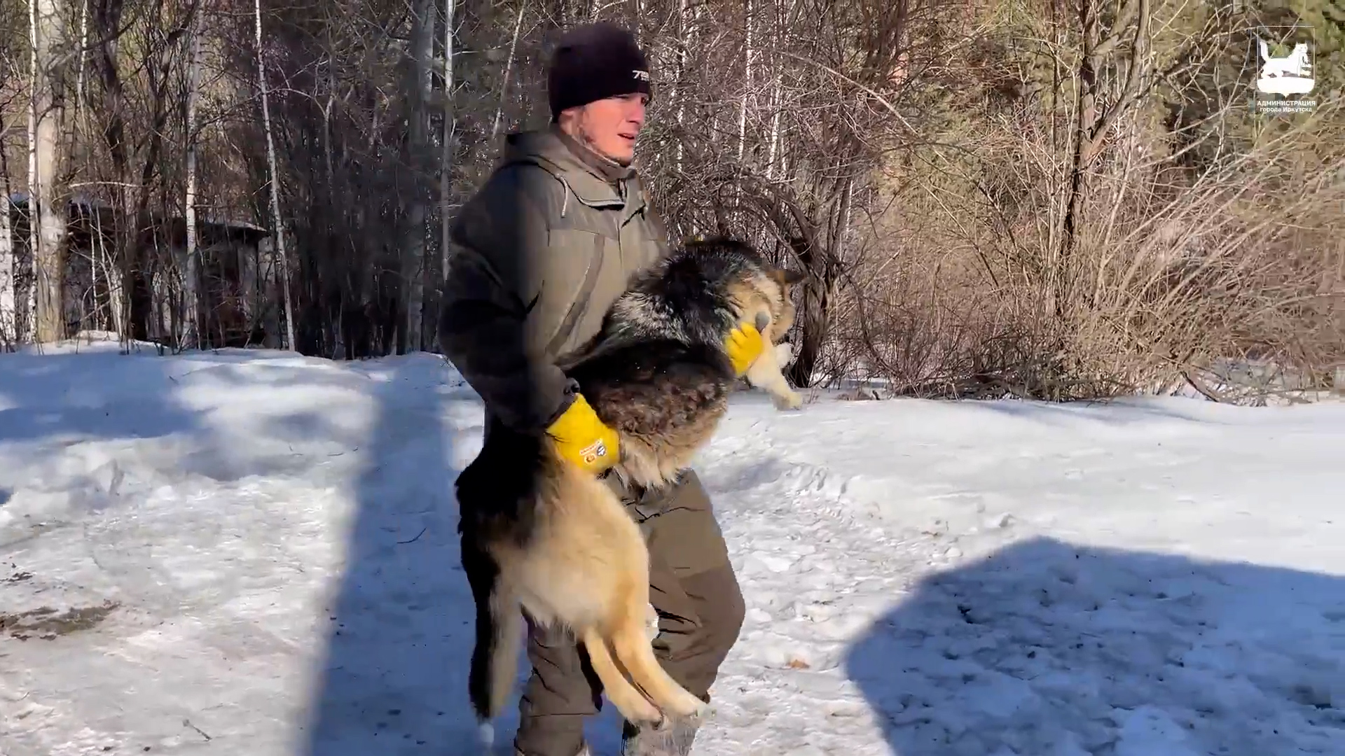 {Ловят бродячих собак}