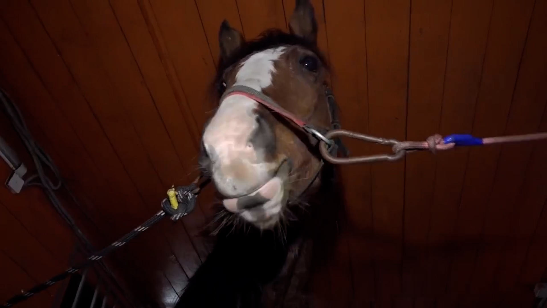 {Исследуют и вакцинируют животных}