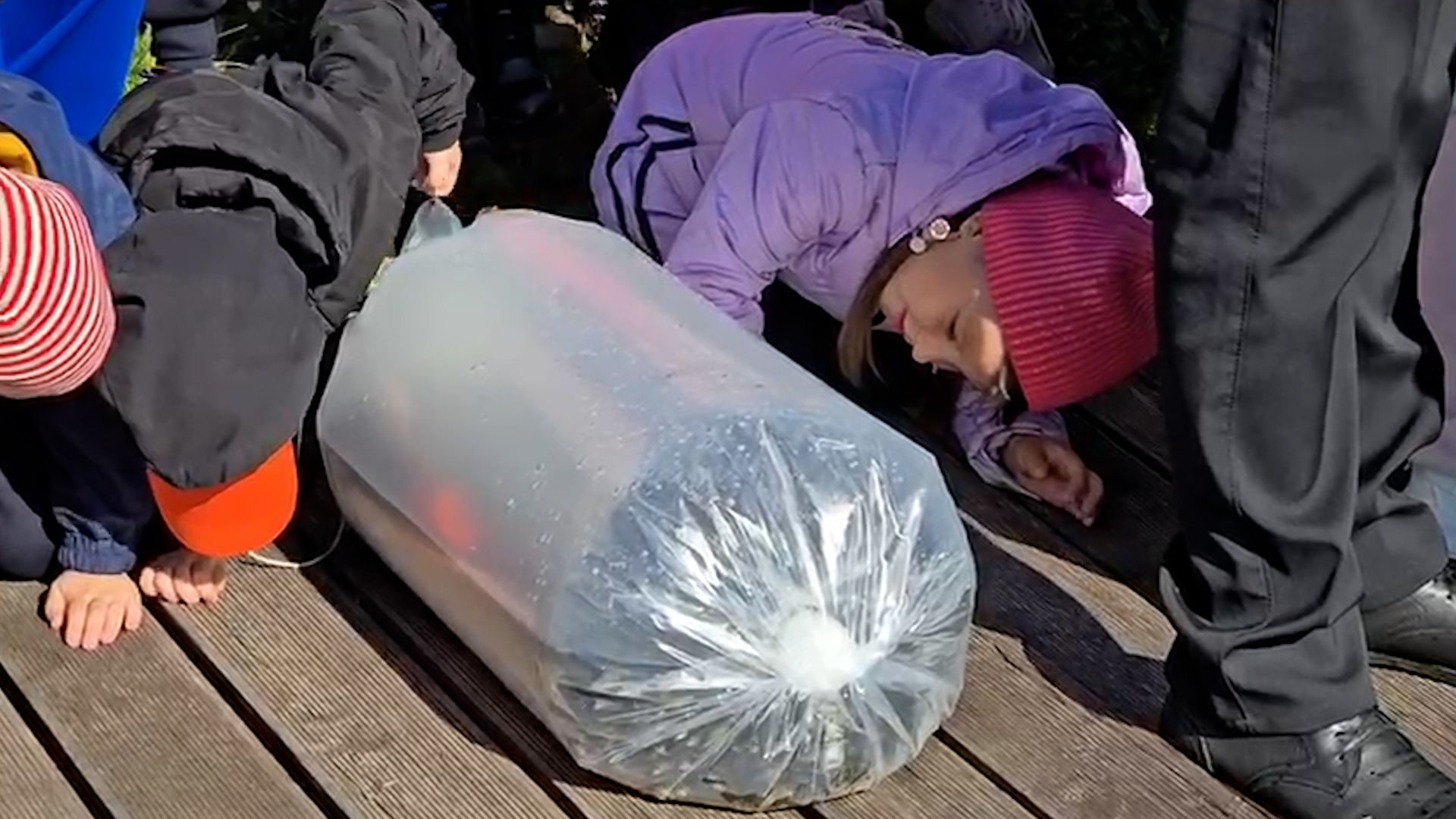 {Выпустили мальков сазана }