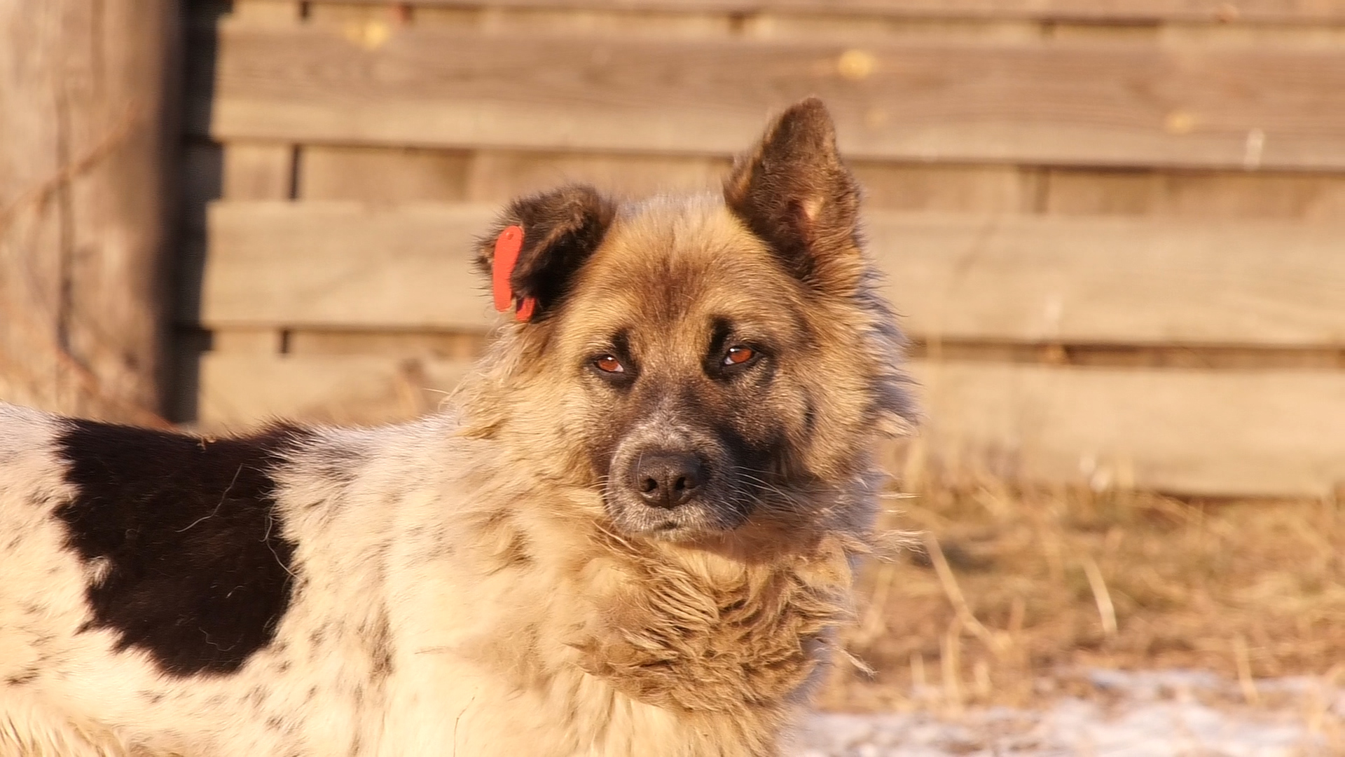 {Новый законопроект о собаках}