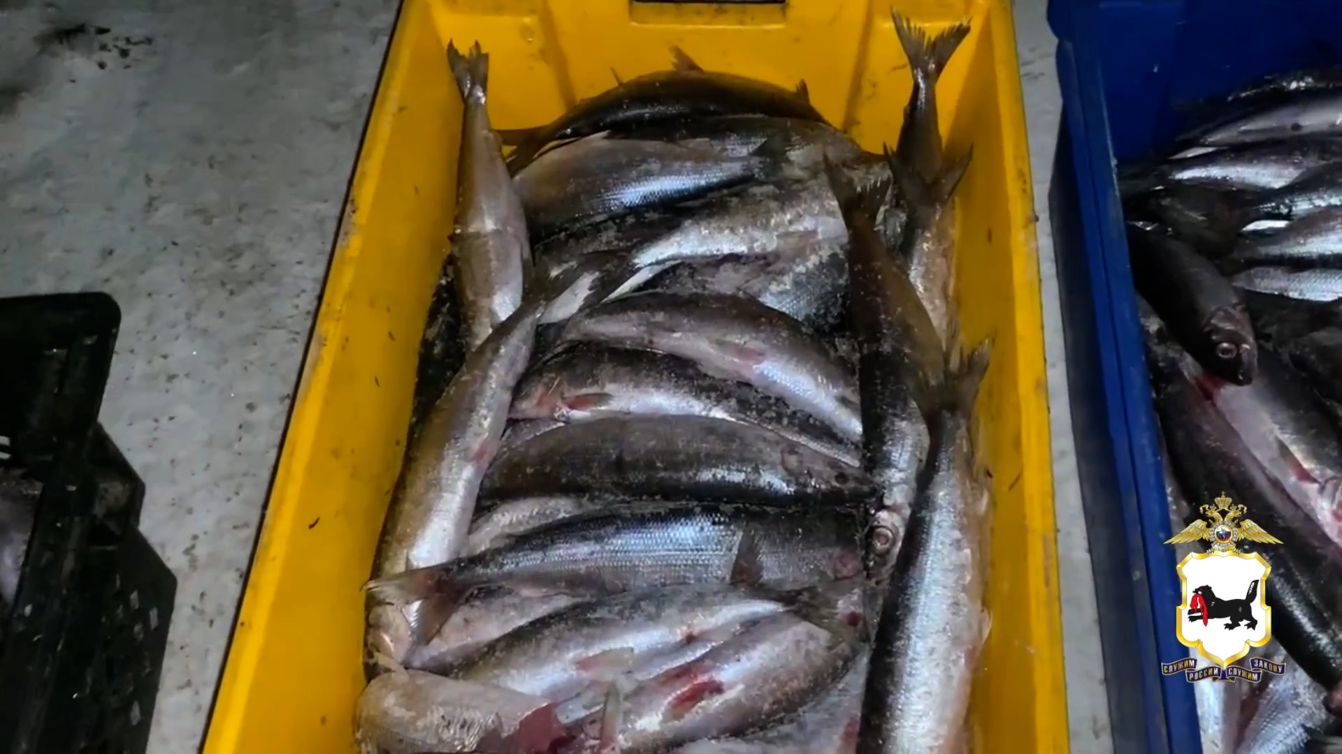 {Незаконно ловили рыбу }