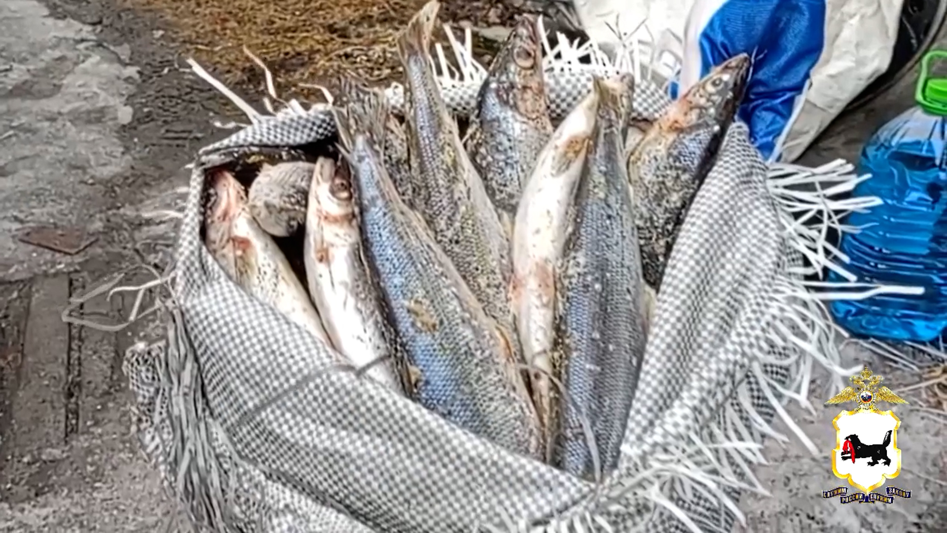 {Незаконно перевозили рыбу}