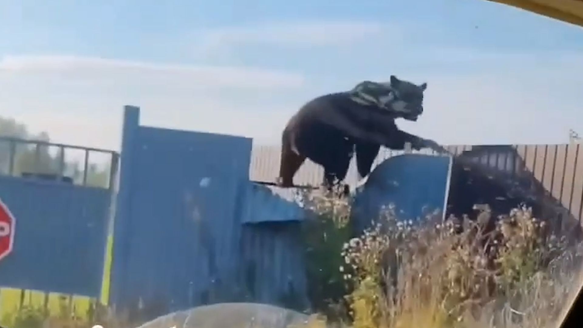 {Выходят из леса и нападают на людей }