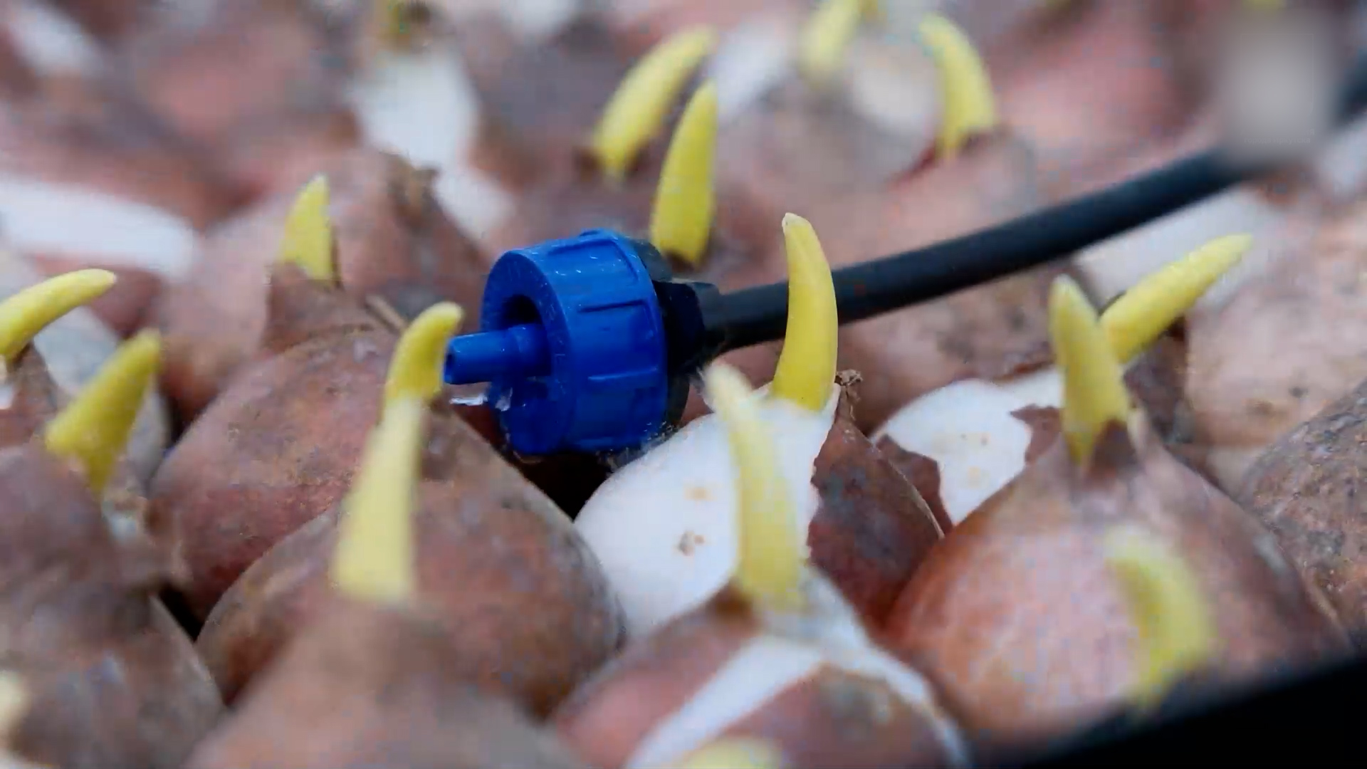 {Готовятся к весенним праздникам}