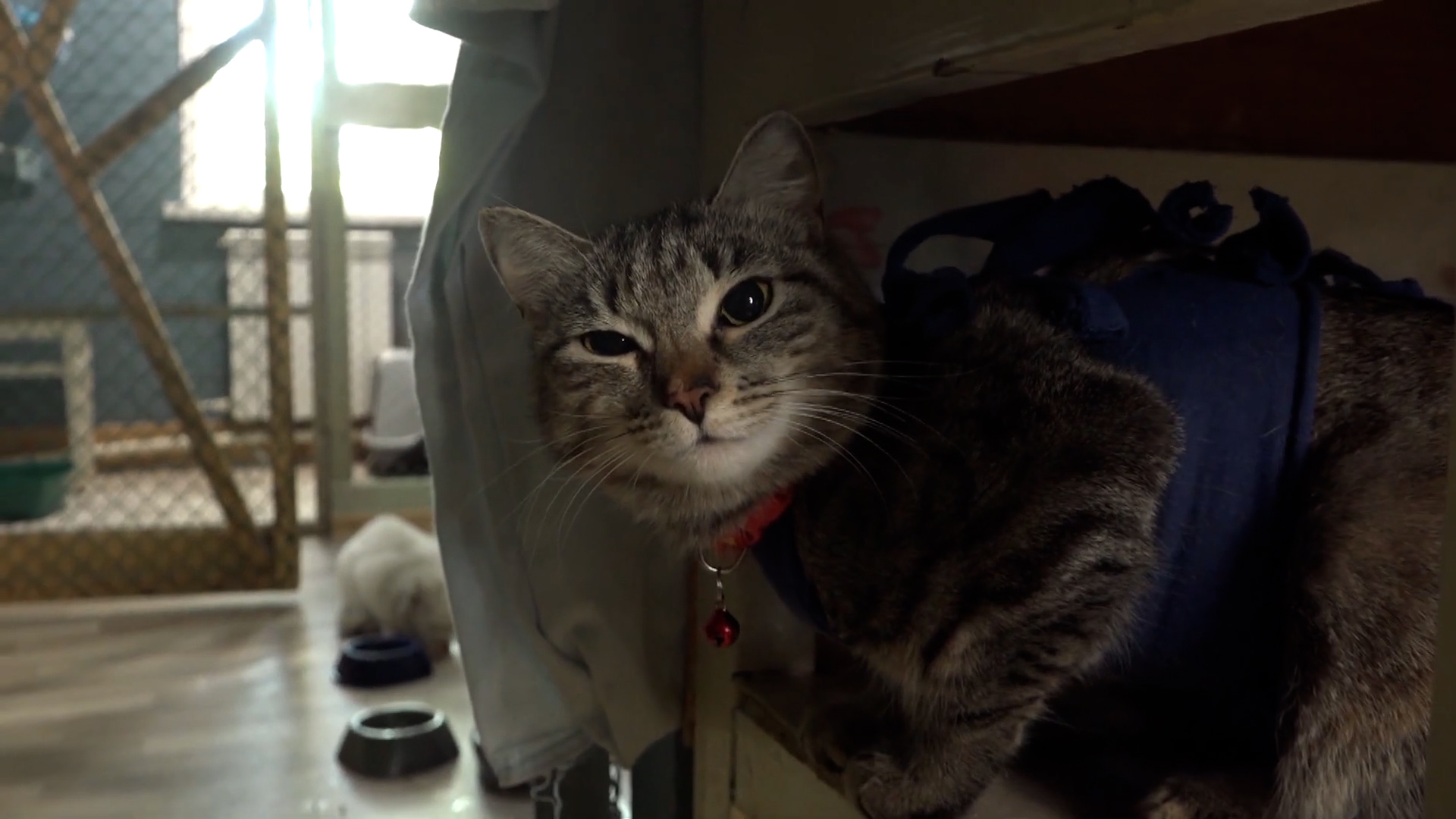 {Питомцы активно путешествуют}