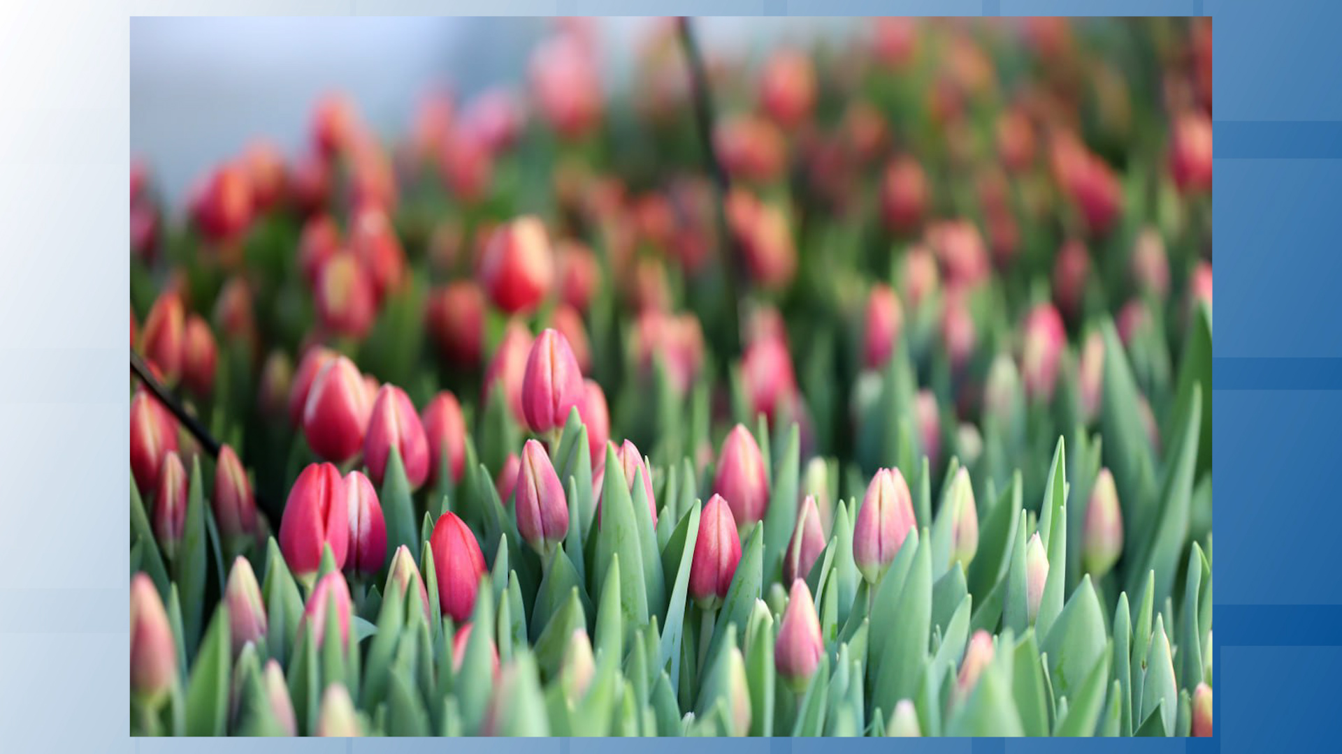 {Вырастили много цветов к праздникам}