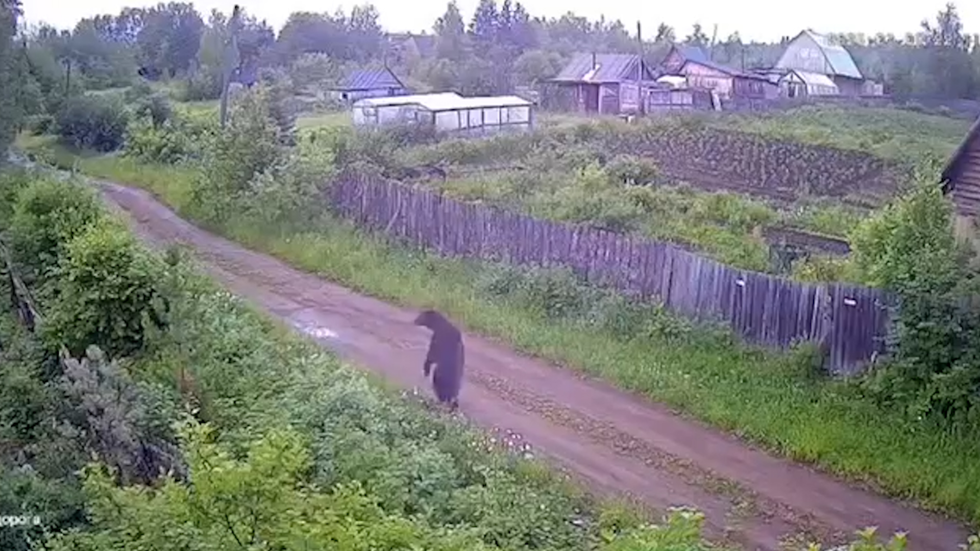 {Соседство с медведями }