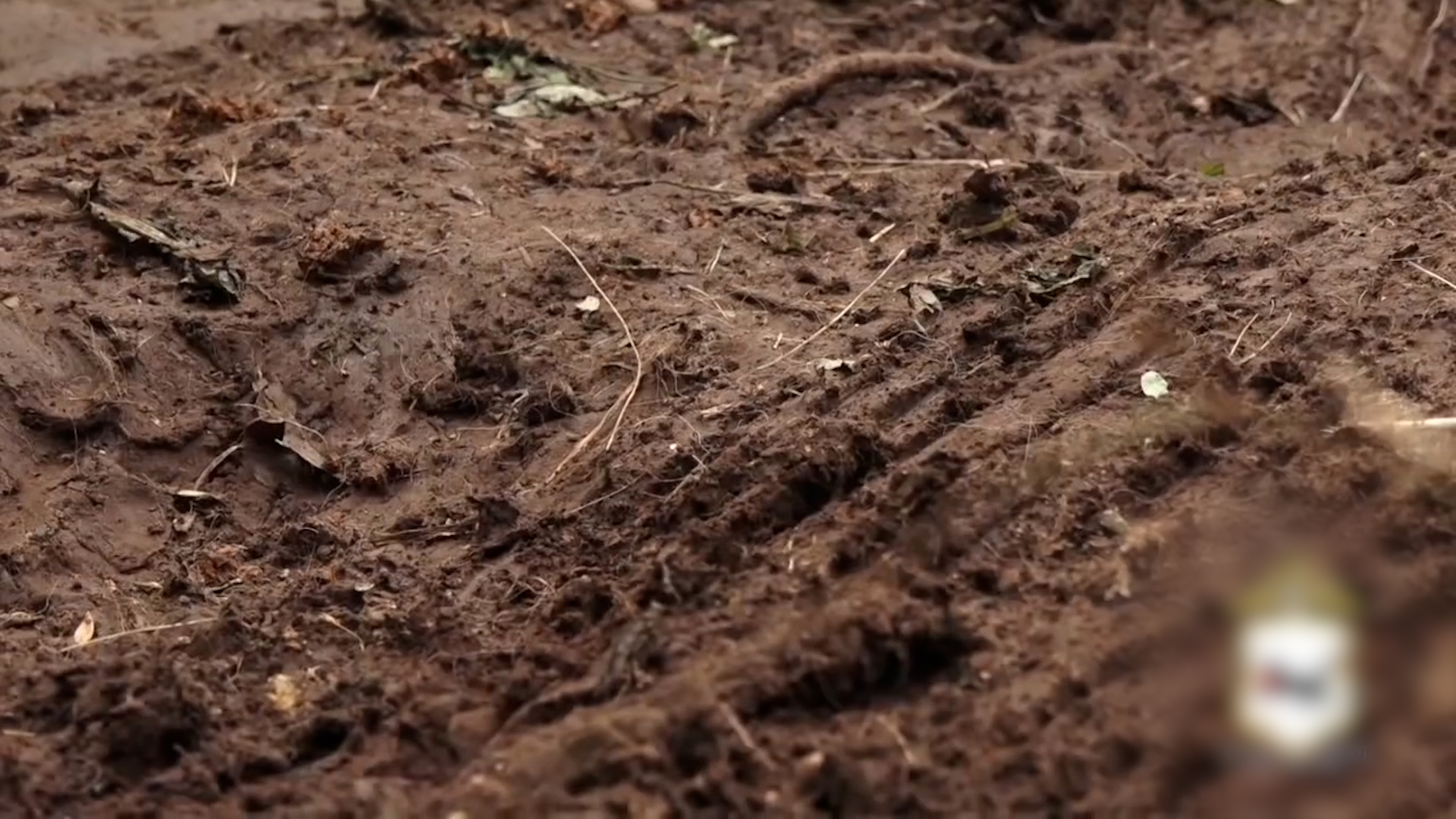 {Защитили от медведя }