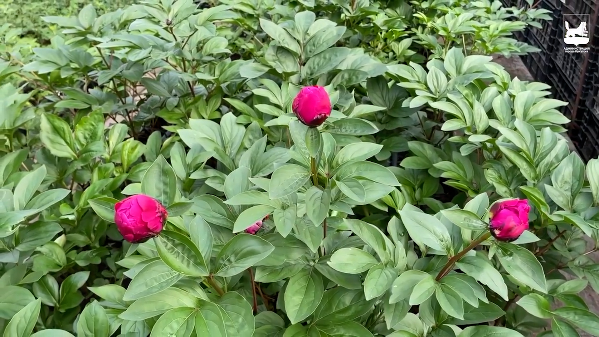 {Началось выращивание пионов}