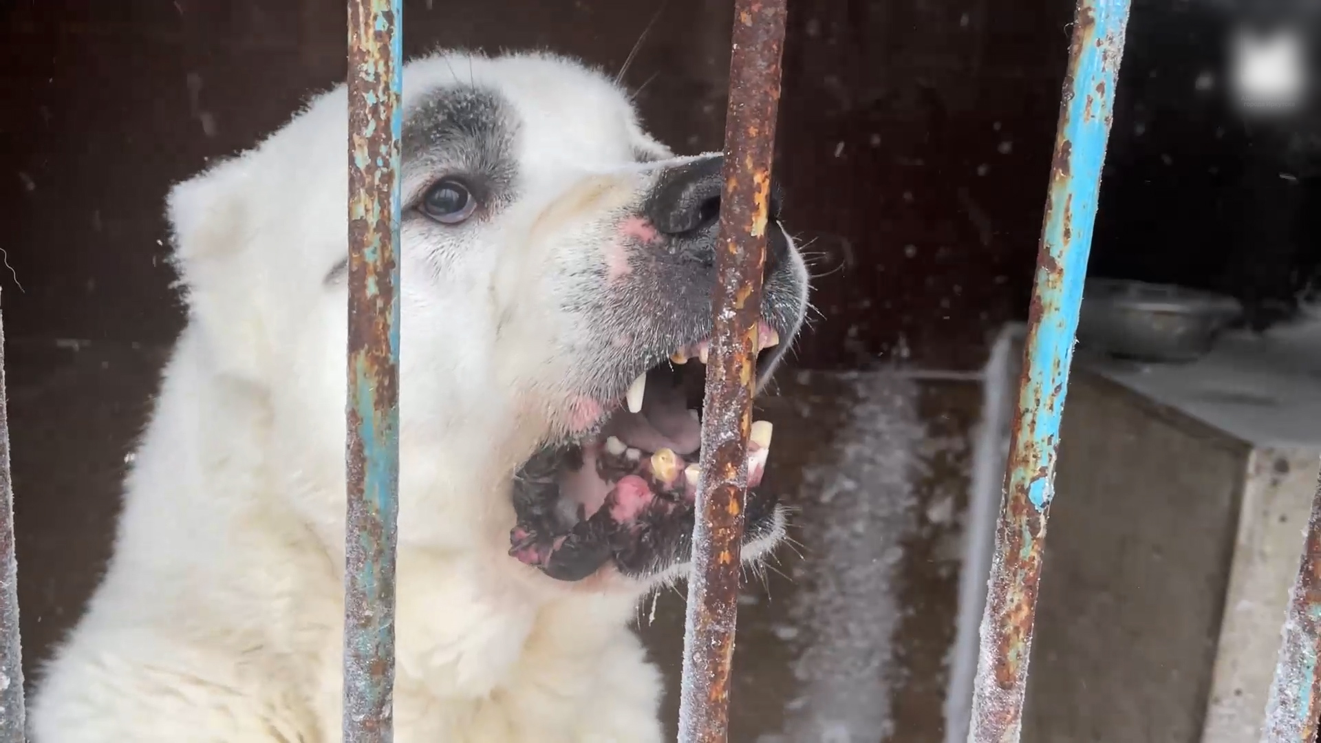 {Правила безопасного общения с собаками}