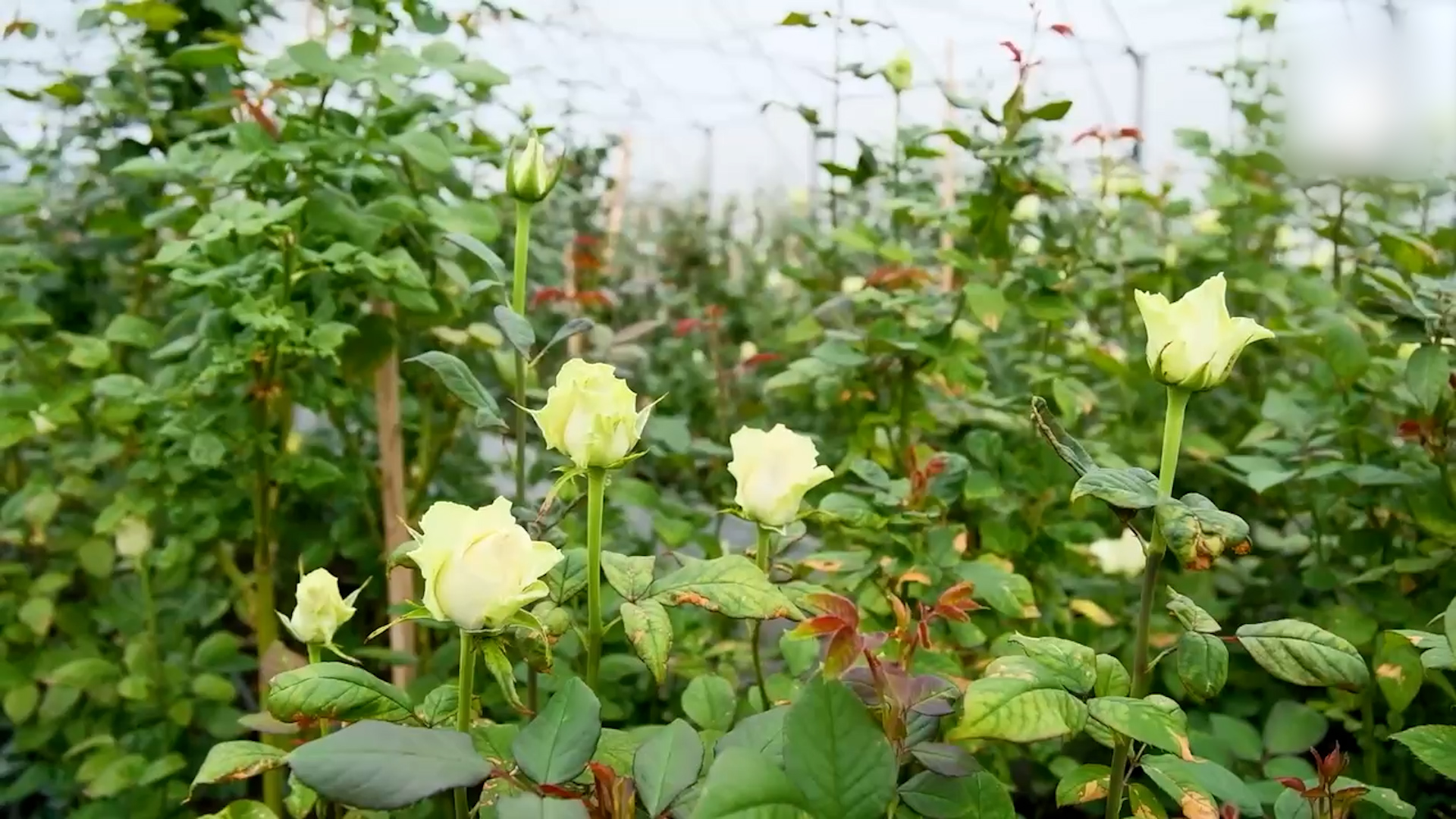 {Готовятся к лету}